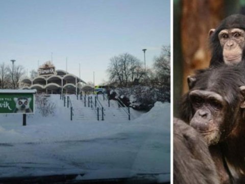 Zooparkdan qaçan 4 şimpanze öldürüldü
