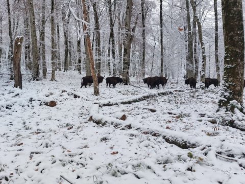 Marallar və zubrlar adaptasiya dövrünü keçir - FOTOLAR