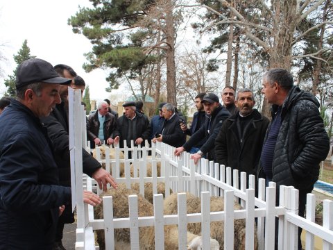 “Pirəsora” qoyun cinsinin təqdimatı keçirilib