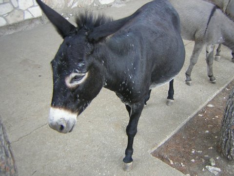 Eşşək ətini dağ keçisi əti adı ilə satırmış…