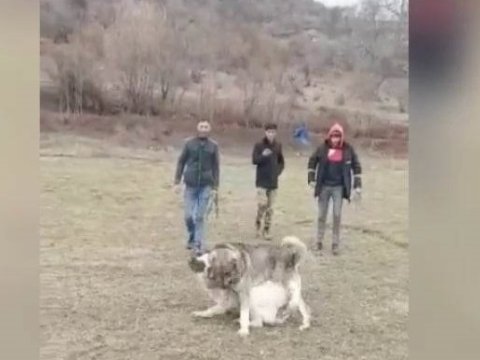 Göygöldə it döyüşdürənlər həbs edildilər - VİDEO