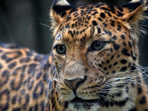 Bəbir 7 yaşlı qızı parçaladı