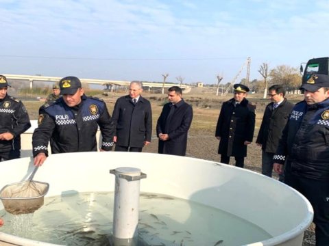 Kür çayına balıq körpələri buraxıldı