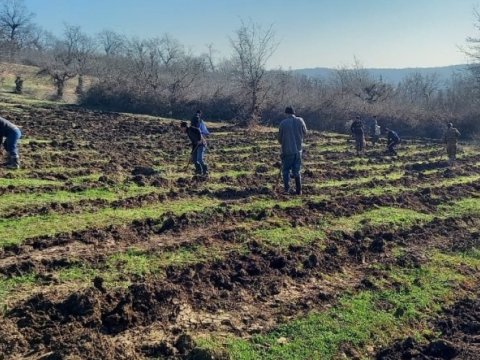Meşəbərpa tədbirləri bayram günlərində də davam etdirilir