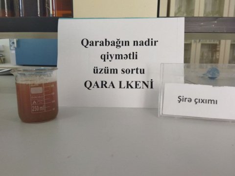 Qarabağın nadir üzüm sortları yenidən çoxaldılır - FOTOLAR