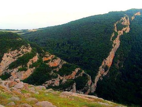Topxana meşəsi bərpa olunur