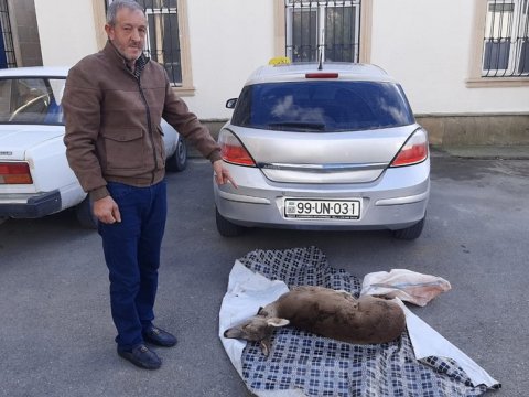 Qanunsuz cüyür ovlayan şəxslər saxlanıldı