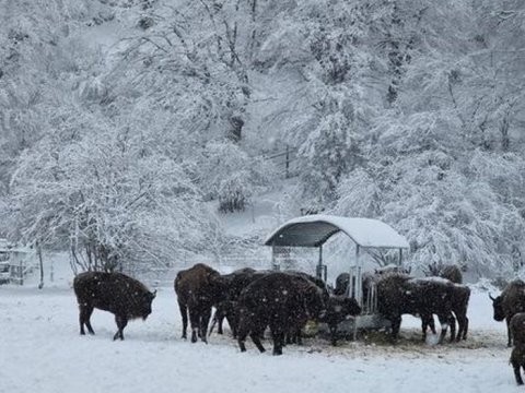 Parklarda və qoruqlarda heyvanlara yem paylanılıb