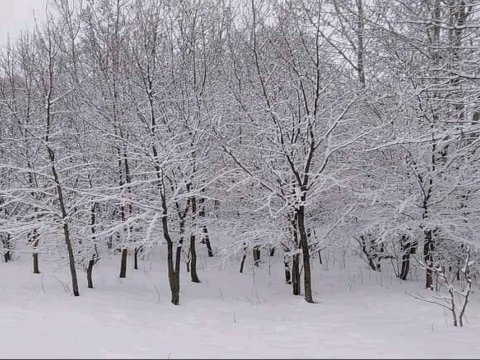 Qarlı havanın meşə əkinlərinə müsbət təsiri