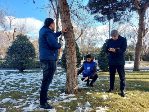 Bakıda ağacların vahid reyestri yaradılır