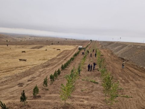 Bu gün 3200 ağac əkilib - FOTOLAR