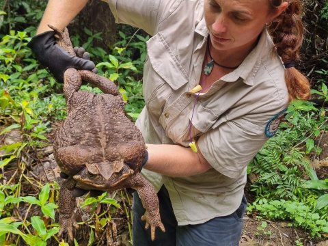 Dünyanın ən böyük qurbağası tapıldı