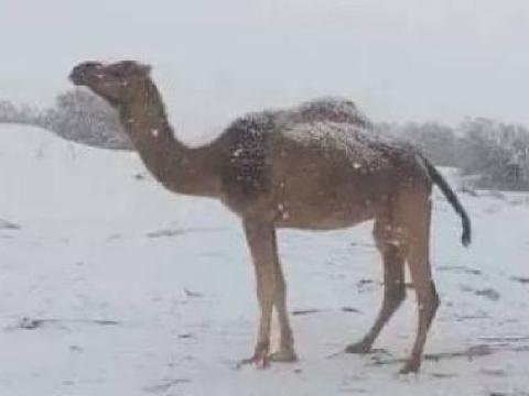 Səhraya qar yağdı - 11 il sonra