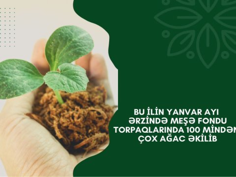 Bu il 100 mindən çox ağac tingi əkilib