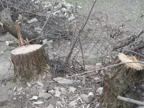 Ağac kəsənlərin işi prokurorluğa göndərildi