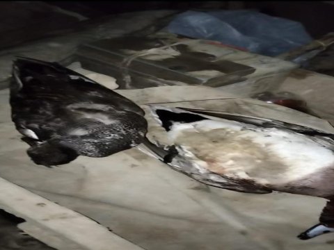 Qanunsuz ov edənlər cəzalandırıldı
