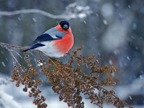 Azərbaycanda Kiçik çillə başlayıb