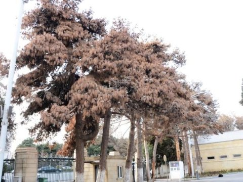 Şam ağaclarının quruma səbəbi açıqlandı