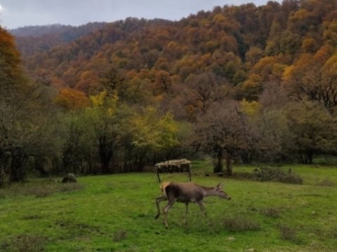 Azad edilmiş ərazilərə nəcib marallar buraxılacaq