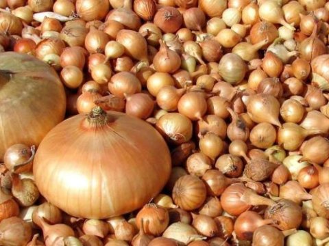 Soğan ixracının məhdudlaşdırılmasının səbəbi açıqlandı