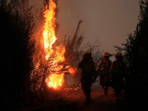 Meşə yanğını 23 nəfərin ölümünə səbəb oldu 