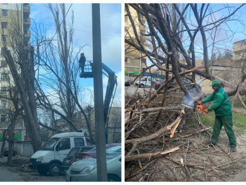 Güclü külək Bakıda ağacları aşırdı - VİDEO+FOTO
