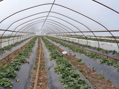 Kənd Təsərrüfatı Nazirliyi istixana sahiblərinə müraciət edib