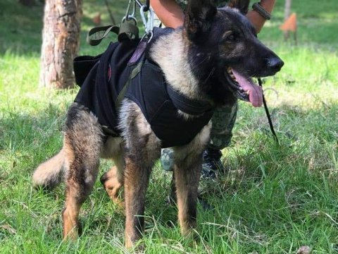 Zəlzələ bölgəsində Meksikanın göndərdiyi it öldü