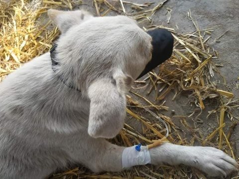 Zaqatalada itləri zəhərlədilər - Polis araşdırma aparır