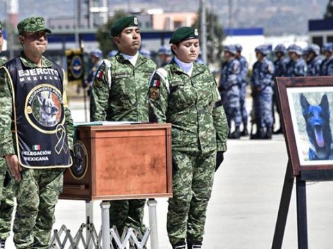 Türkiyədə ölən it üçün xüsusi mərasim - Bayraqla basdırdılar