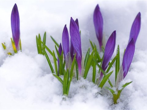 Ala Çillə və ya Boz Ay