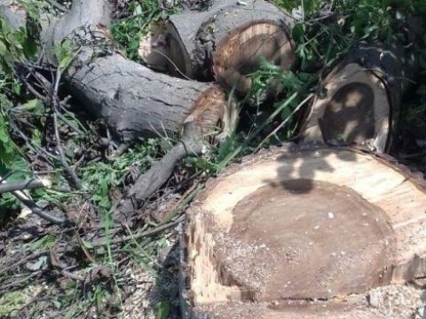 “Neolit”in sahibi ağac kəsdi - İşi prokurorluğa göndərildi