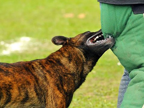 3 nəfəri it dişlədi - Biri öldü 