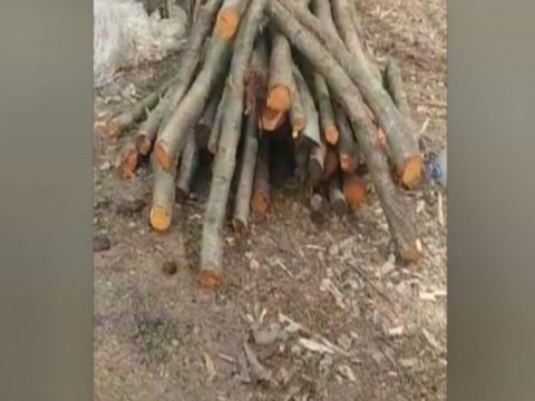 Qəbələdə qanunsuz kömür quyuları aşkarlandı