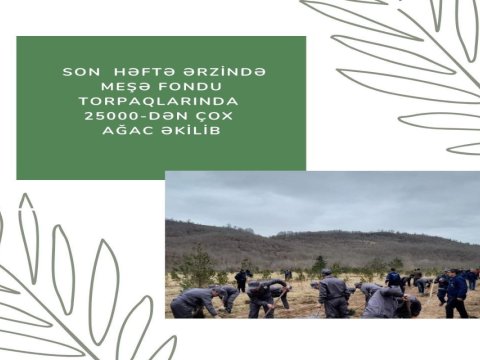 Meşə fondu torpaqlarında 25 mindən çox ağac əkilib