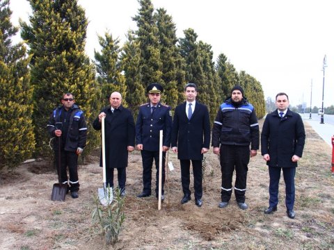 Naftalanda Sakura ağacları əkilib - FOTOLAR