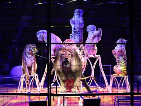 Bakı Dövlət Sirkində qorxulu anlar - VİDEO