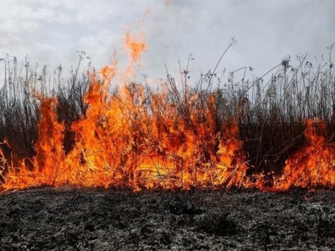 Astara meşəsində yanğın söndürüldü - YENİLƏNİB