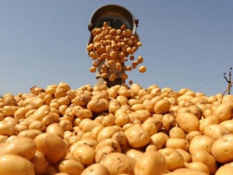 İrandan Azərbaycana kartof idxalı 75% AZALIB