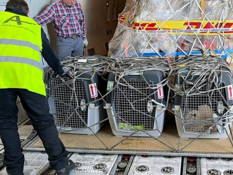 ABŞ Azərbaycana 5 minaaxtaran it verdi 