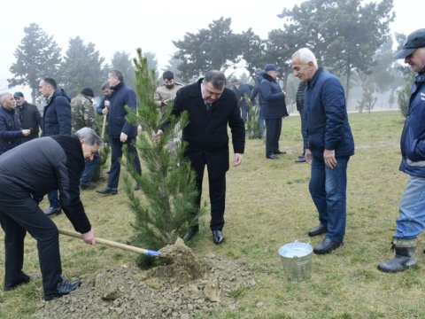 Növbəti ağacəkmə aksiyası keçirildi