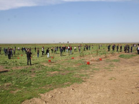 Cəlilabadda ağacəkmə aksiyası keçirilib - FOTOLAR