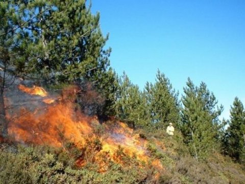 Qəbələ meşəsində yanğın söndürüldü - YENİLƏNİB