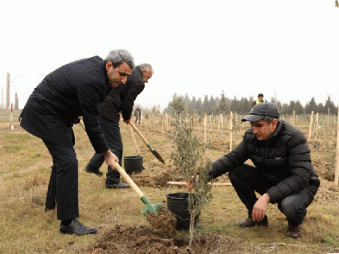 “Azərbaycan Dəmir Yolları’’ ağacəkmə aksiyası keçirdi - FOTOLAR