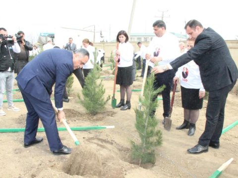 Goranboyda ağacəkmə aksiyası keçirilib