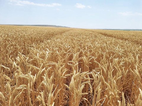 Azad edilmiş ərazilərdə taxıl əkinlərinin sahəsi AÇIQLANDI