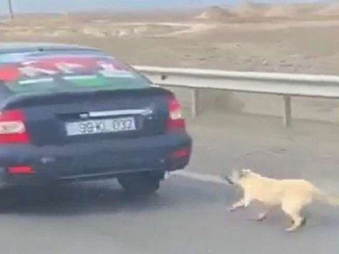 İtə əzab verən şəxs məsuliyyətə cəlb edildi