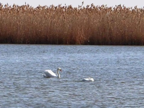 Yağışdan sonra çaylarda sululuq ARTIB