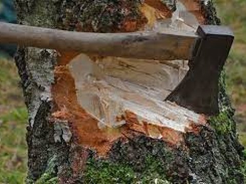 Qanunsuz kəsilmiş ağacların daşınmasının qarşısı alındı