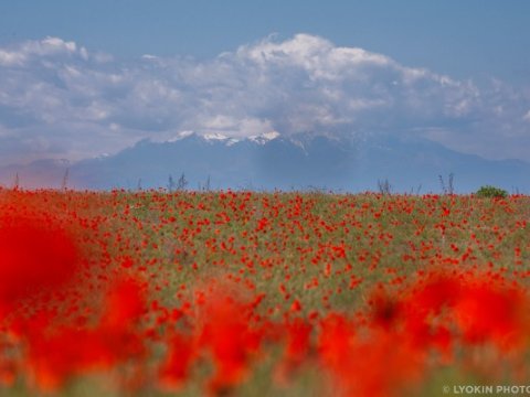 Ağgöl Milli Parkından əsrarəngiz görüntülər - FOTOLAR